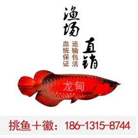 超血紅龍和辣椒紅龍區別圖解【《超血紅龍和辣椒紅龍區別圖解》*,超血紅龍與辣椒紅龍在多個方面存在差異】 龍魚論壇 第22張 超血紅龍和辣椒紅龍區別圖解【《超血紅龍和辣椒紅龍區別圖解》*,超血紅龍與辣椒紅龍在多個方面存在差異】 超血紅龍和辣椒紅龍區別圖解【《超血紅龍和辣椒紅龍區別圖解》*,超血紅龍與辣椒紅龍在多個方面存在差異】 龍魚論壇 第22張