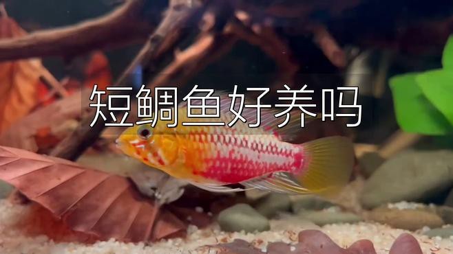 短鯛魚哪個品種好養【短鯛魚哪個品種好養，短鯛魚飼養技巧】