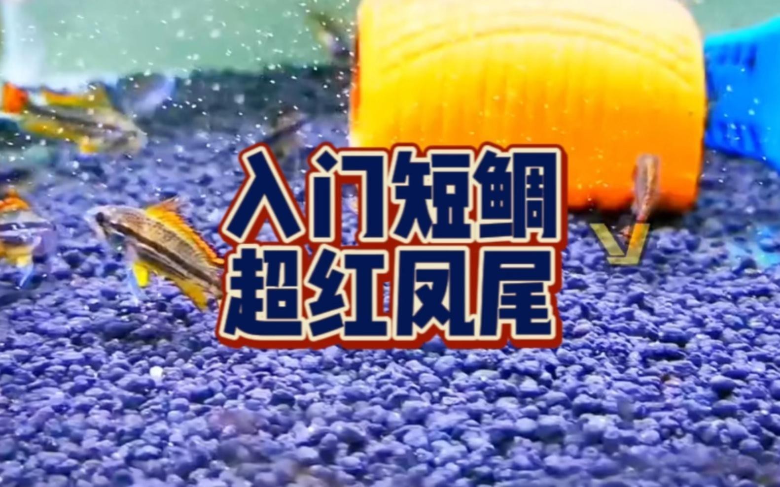 短鯛魚哪個品種好養【短鯛魚哪個品種好養，短鯛魚飼養技巧】