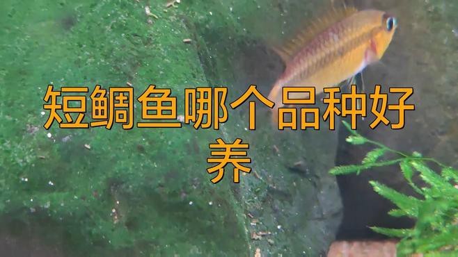 短鯛魚哪個品種好養【短鯛魚哪個品種好養，短鯛魚飼養技巧】