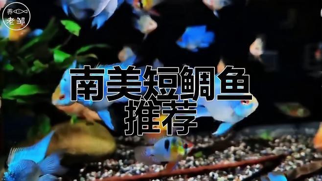 短鯛魚哪個品種好養【短鯛魚哪個品種好養，短鯛魚飼養技巧】