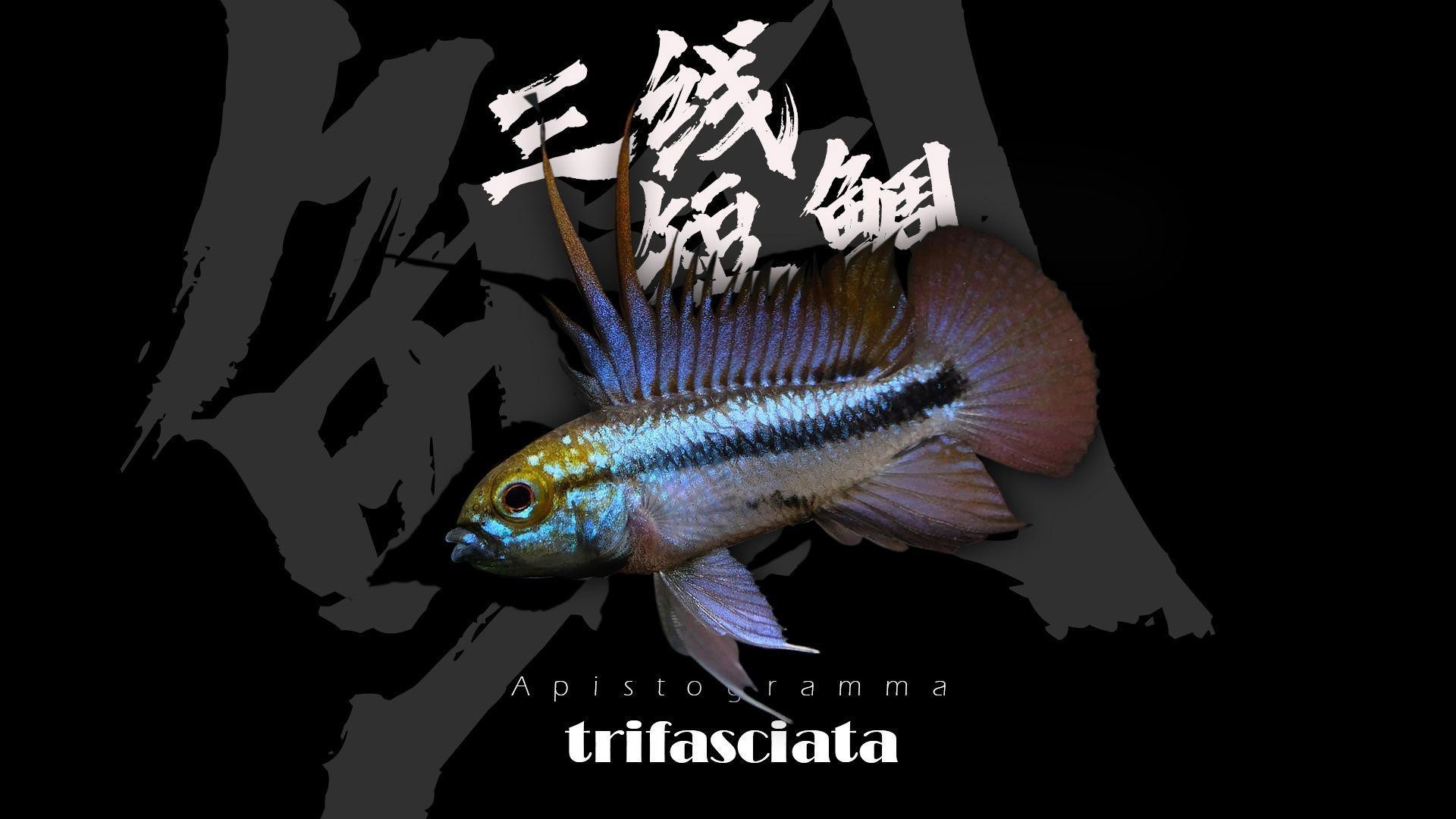 如何預防銀龍魚趴缸，2025年大湖紅龍的價格預測詳細分析大湖紅龍的品質 如何預防銀龍魚趴缸，2025年大湖紅龍的價格預測詳細分析大湖紅龍的品質 龍魚百科 第1張