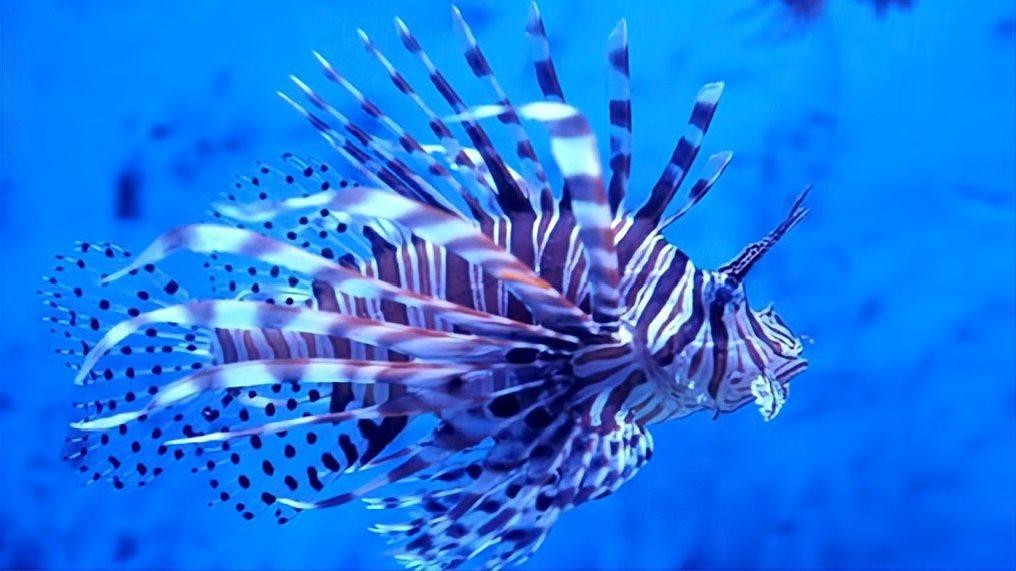 獅子魚為何要盡量少吃【獅子魚的危險性】