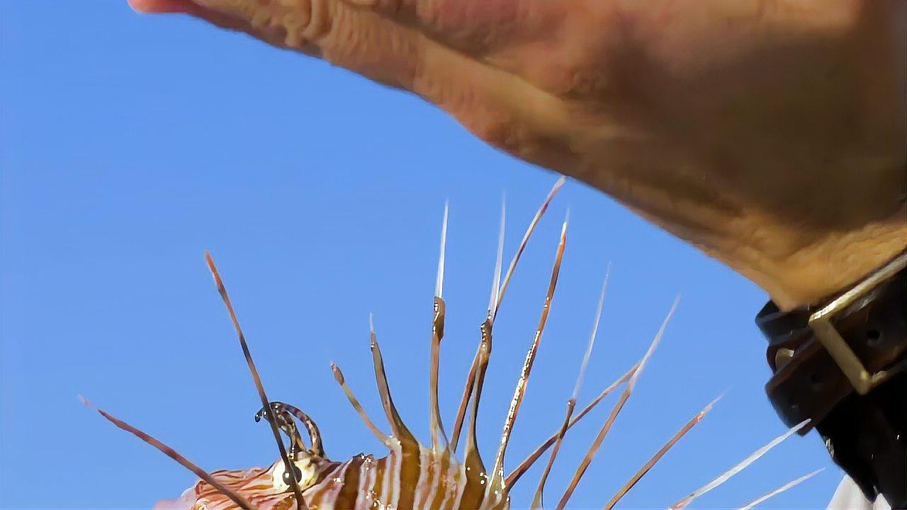 獅子魚為何要盡量少吃【獅子魚的危險性】