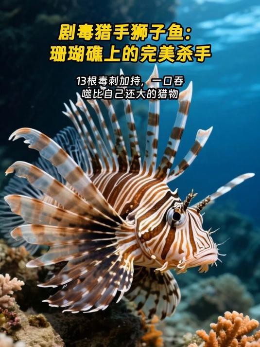 獅子魚為何要盡量少吃【獅子魚的危險性】