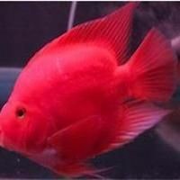 藍面財神魚和血艷紅是一種魚嗎【藍面財神魚和血艷紅不是同一種魚】