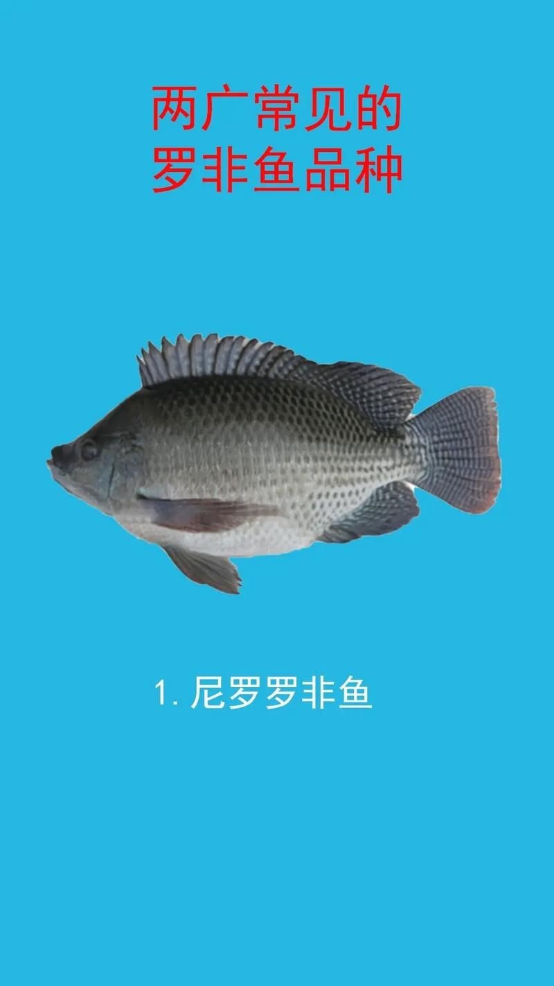 羅非魚的圖片【《羅非魚：獨特風貌與多元價值》】