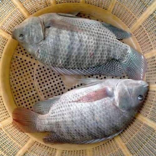 羅非魚的圖片【《羅非魚：獨特風貌與多元價值》】