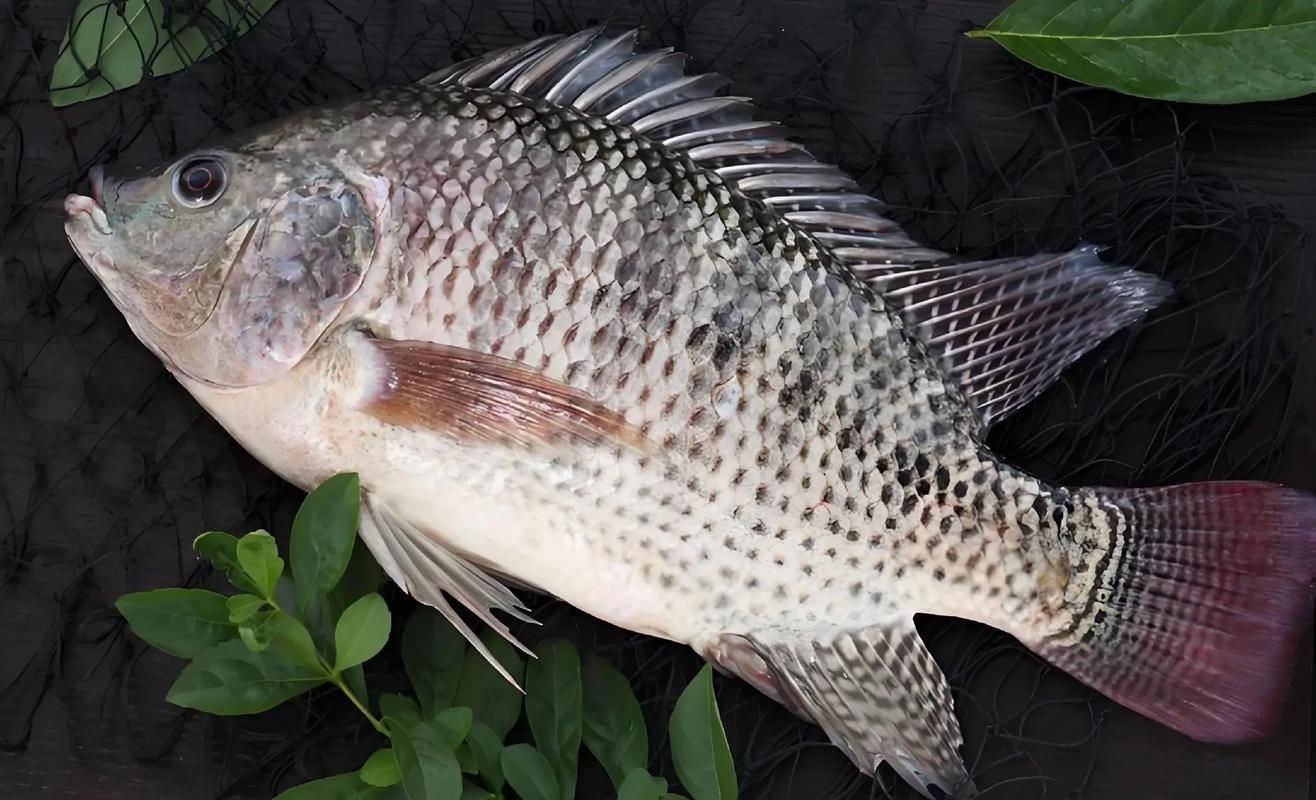 羅非魚的圖片【《羅非魚：獨特風貌與多元價值》】