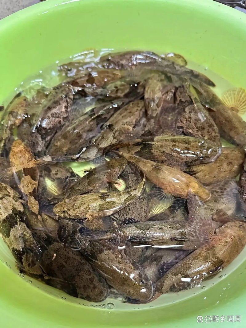 黑龍魚可以和什么魚混養一起養殖呢，黑龍魚可以和什么魚混養一起養殖