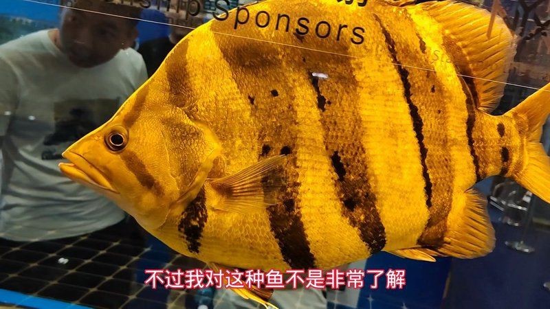 虎魚10元一斤貴嗎【虎魚10元一斤的價格是否合理】