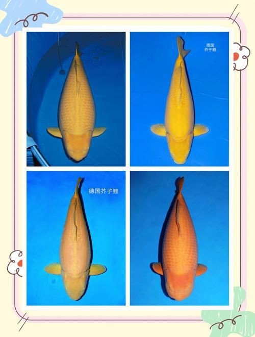 錦鯉芥子圖片【《錦錦鯉芥子圖片》錦鯉的價格是多少】