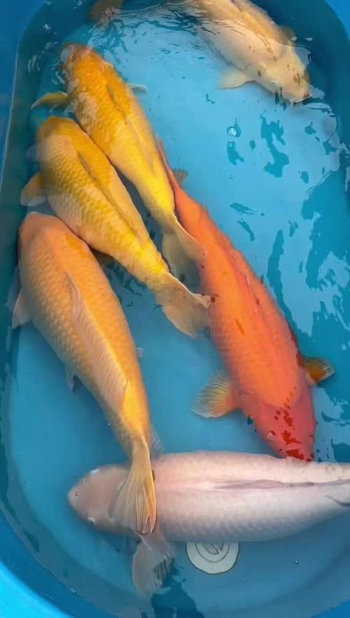 錦鯉芥子圖片【《錦錦鯉芥子圖片》錦鯉的價格是多少】