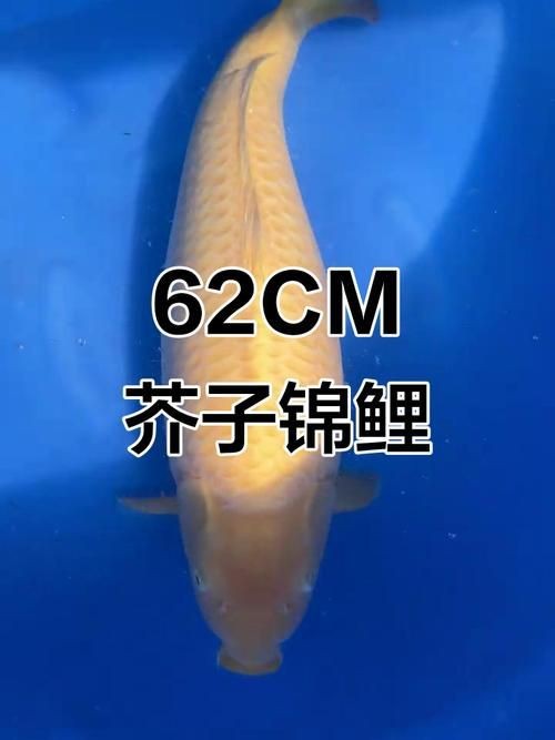 錦鯉芥子圖片【《錦錦鯉芥子圖片》錦鯉的價格是多少】