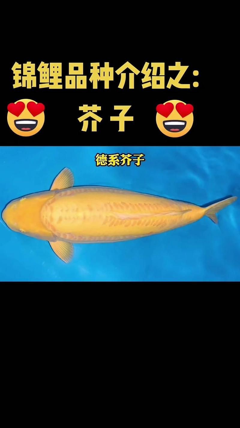 錦鯉芥子圖片【《錦錦鯉芥子圖片》錦鯉的價格是多少】