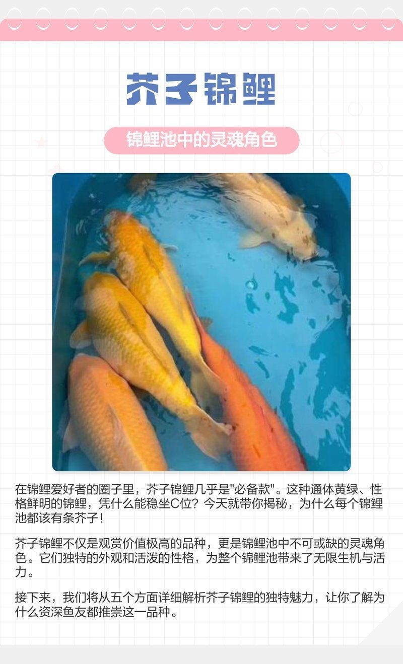 錦鯉芥子圖片【《錦錦鯉芥子圖片》錦鯉的價格是多少】