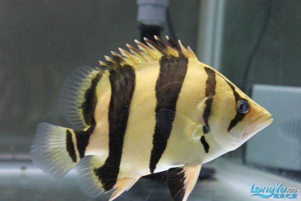 虎魚黑缸和白缸的區(qū)別【虎魚飼養(yǎng)全攻略】 虎魚黑缸和白缸的區(qū)別【虎魚飼養(yǎng)全攻略】 龍魚論壇 第3張