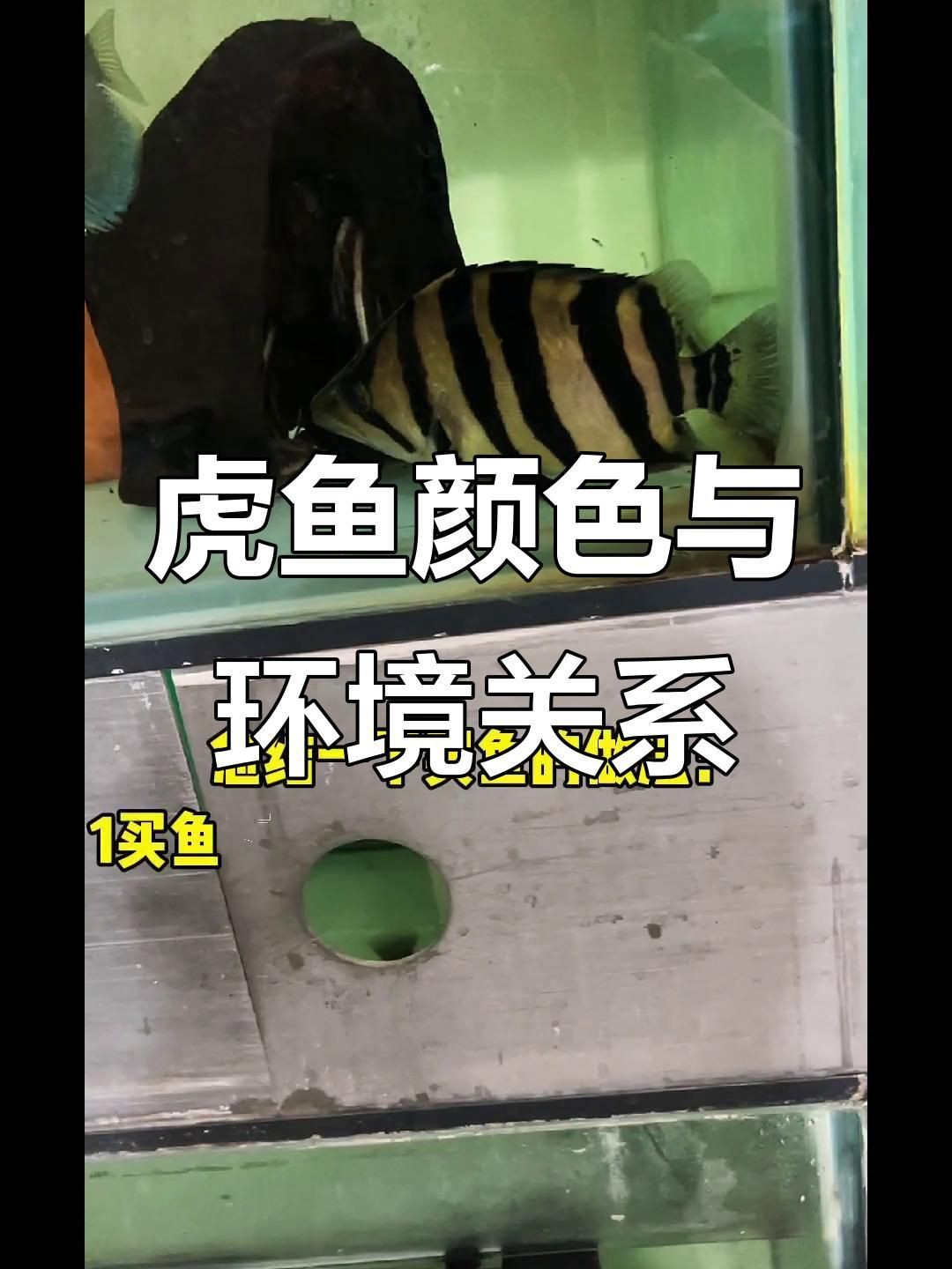 虎魚黑缸和白缸的區(qū)別【虎魚飼養(yǎng)全攻略】 虎魚黑缸和白缸的區(qū)別【虎魚飼養(yǎng)全攻略】 龍魚論壇 第2張