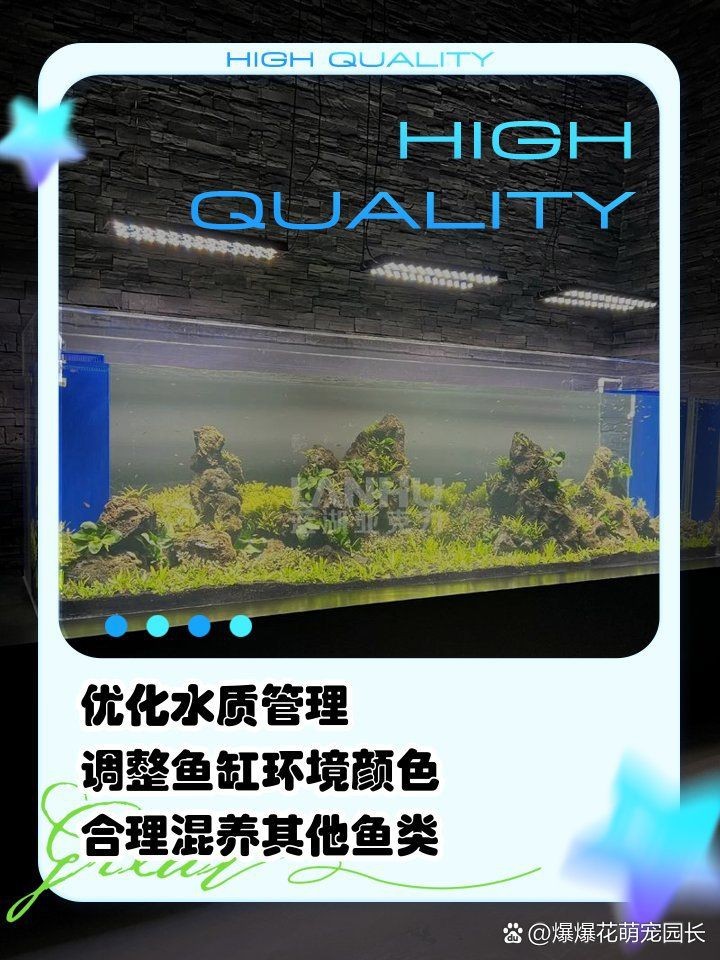虎魚黑缸和白缸的區(qū)別【虎魚飼養(yǎng)全攻略】 虎魚黑缸和白缸的區(qū)別【虎魚飼養(yǎng)全攻略】 龍魚論壇 第9張