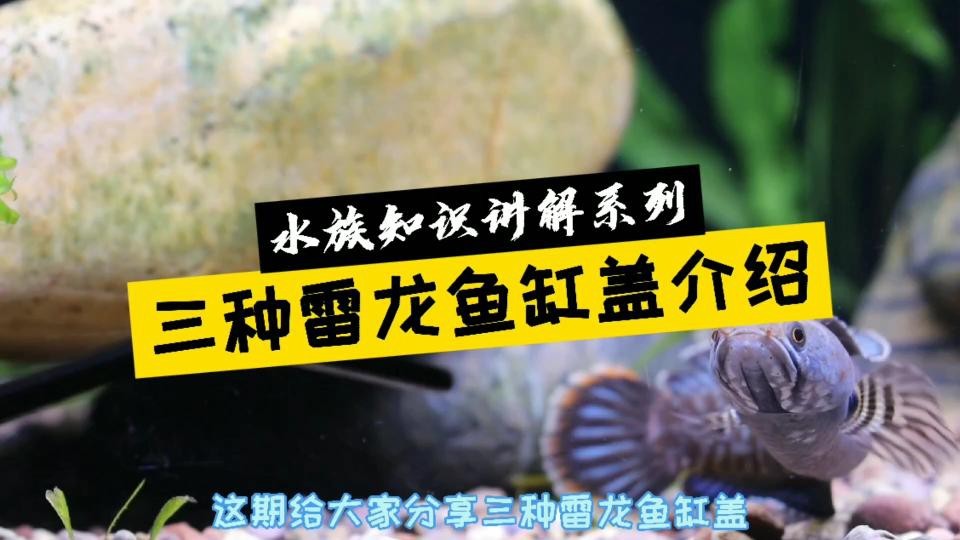 龍魚缸加蓋有哪些材質選擇？【你還不知道告訴你魚缸蓋板怎么選】 龍魚缸加蓋有哪些材質選擇？【你還不知道告訴你魚缸蓋板怎么選】 龍魚百科 第3張