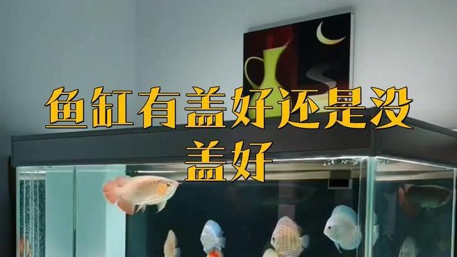 龍魚缸加蓋有哪些材質選擇？【你還不知道告訴你魚缸蓋板怎么選】 龍魚缸加蓋有哪些材質選擇？【你還不知道告訴你魚缸蓋板怎么選】 龍魚百科 第7張