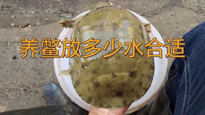 養鱉需要多大的容器？【養鱉容器大小的選擇取決于鱉的品種、數量及生長階段**】