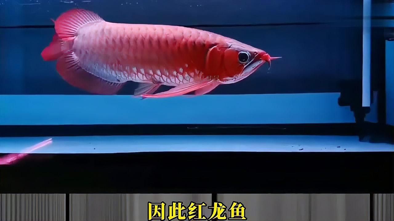 一億元的紅龍魚【一億元的紅龍魚為何能拍出百萬高價揭秘其珍貴背后的原因】 一億元的紅龍魚【一億元的紅龍魚為何能拍出百萬高價揭秘其珍貴背后的原因】 龍魚百科 第5張