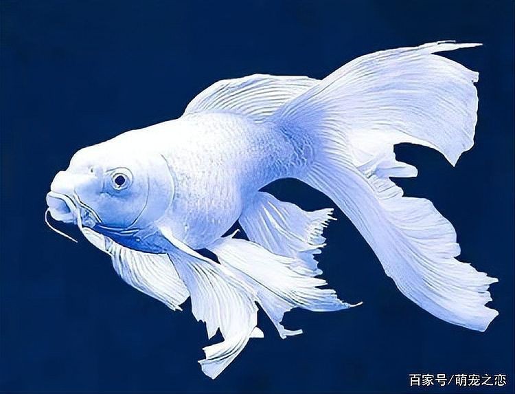 蝴蝶鯉翻肚還有救嗎【蝴蝶鯉翻肚怎么辦】 蝴蝶鯉翻肚還有救嗎【蝴蝶鯉翻肚怎么辦】 龍魚論壇 第1張