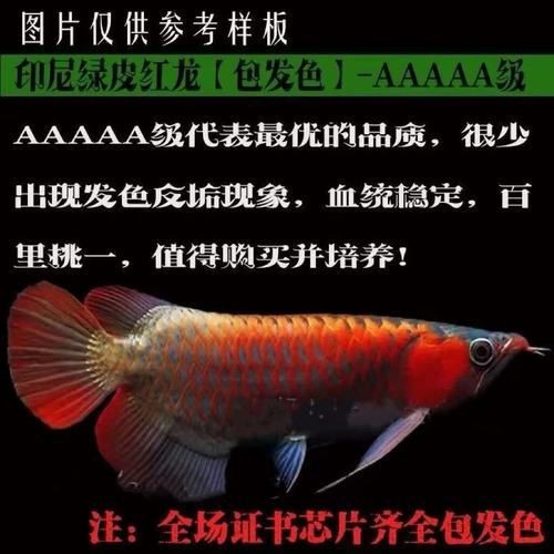 綠皮紅龍圖片【zili紅龍品種繁多這些你或許還未見過】