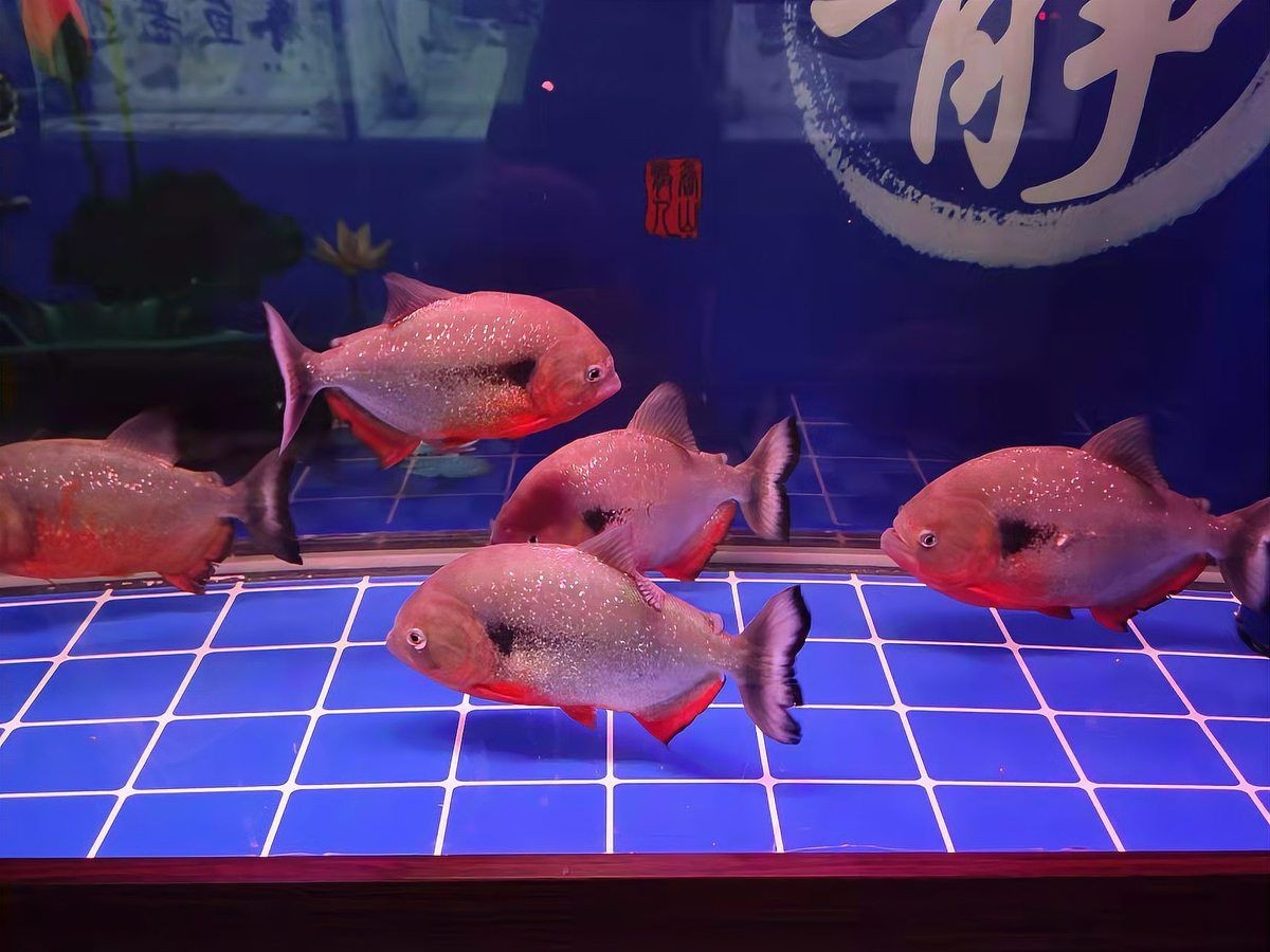 金龍魚缸底變黑最簡單三個原因【金龍魚缸底變黑會影響魚嗎】