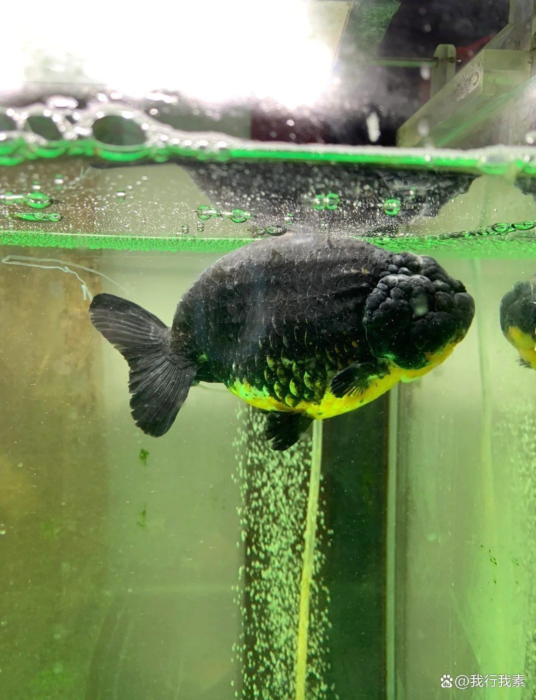 龍魚殺菌后多久換水【龍魚殺菌后換水時間需謹慎把控】