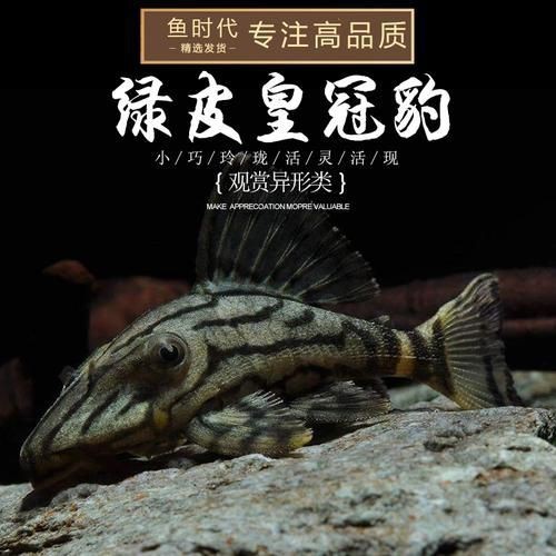 綠皮皇冠豹圖片及價格【《綠皮皇冠豹圖片及價格》*，哥倫比亞綠皮皇冠豹】 綠皮皇冠豹圖片及價格【《綠皮皇冠豹圖片及價格》*，哥倫比亞綠皮皇冠豹】 龍魚百科 第11張