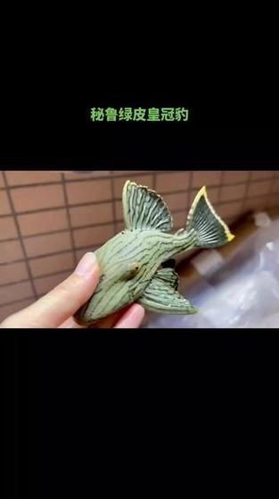 綠皮皇冠豹圖片及價格【《綠皮皇冠豹圖片及價格》*，哥倫比亞綠皮皇冠豹】 綠皮皇冠豹圖片及價格【《綠皮皇冠豹圖片及價格》*，哥倫比亞綠皮皇冠豹】 龍魚百科 第16張