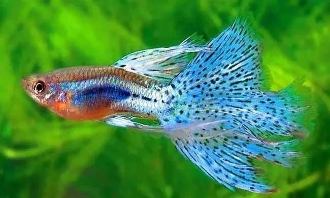 孔雀魚會(huì)一直憋著不生嗎【孔雀魚一直憋著不生怎么辦】