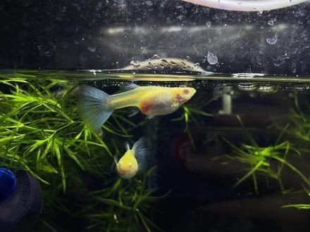 孔雀魚會(huì)一直憋著不生嗎【孔雀魚一直憋著不生怎么辦】