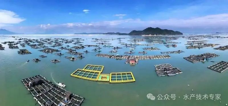 短身福龍魚的市場供需情況如何？【短身福龍魚市場供需情況分析】 短身福龍魚的市場供需情況如何？【短身福龍魚市場供需情況分析】 龍魚論壇 第6張