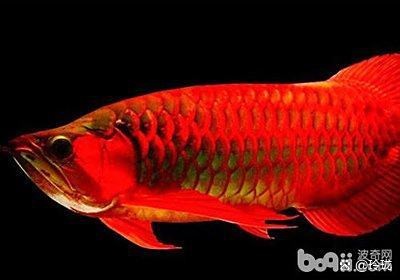 紅龍魚死了主人會(huì)倒霉嗎【關(guān)于“紅龍魚死了主人會(huì)倒霉嗎”這一說法并無科學(xué)依據(jù)】