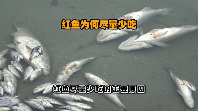 吃紅龍魚(yú)的6大忌【關(guān)于紅龍魚(yú)的食用安全】