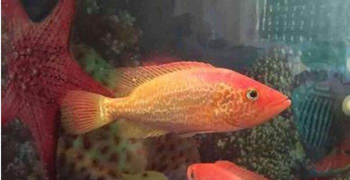 紅老虎魚學(xué)名叫什么【紅老虎魚的學(xué)名是“黃顙魚”】