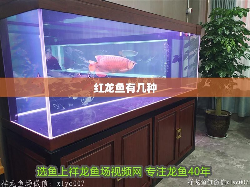 祥龍魚場有哪些紅龍魚品種？【祥龍魚場有哪些特色紅龍魚品種】 祥龍魚場有哪些紅龍魚品種？【祥龍魚場有哪些特色紅龍魚品種】 龍魚論壇 第3張