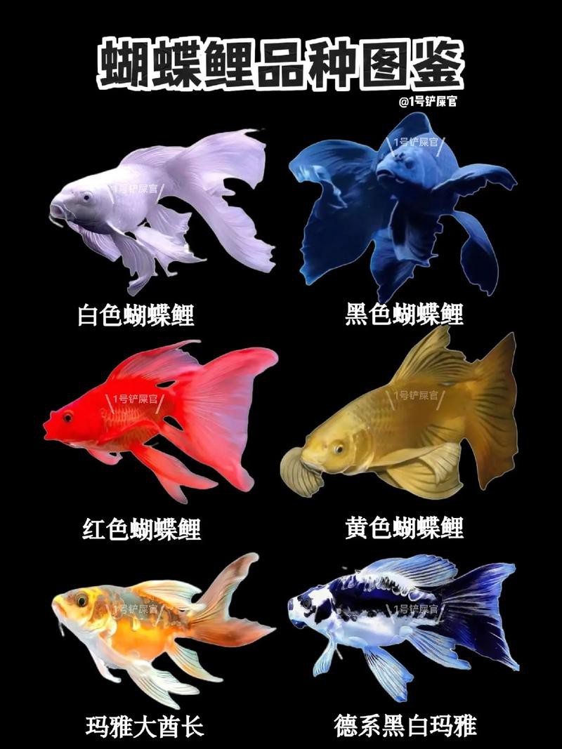 正宗蝴蝶鯉圖片【《探秘正宗蝴蝶鯉：獨特之美盡顯》】 正宗蝴蝶鯉圖片【《探秘正宗蝴蝶鯉：獨特之美盡顯》】 龍魚論壇 第2張