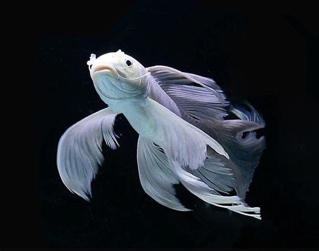 正宗蝴蝶鯉圖片【《探秘正宗蝴蝶鯉：獨特之美盡顯》】 正宗蝴蝶鯉圖片【《探秘正宗蝴蝶鯉：獨特之美盡顯》】 龍魚論壇 第9張