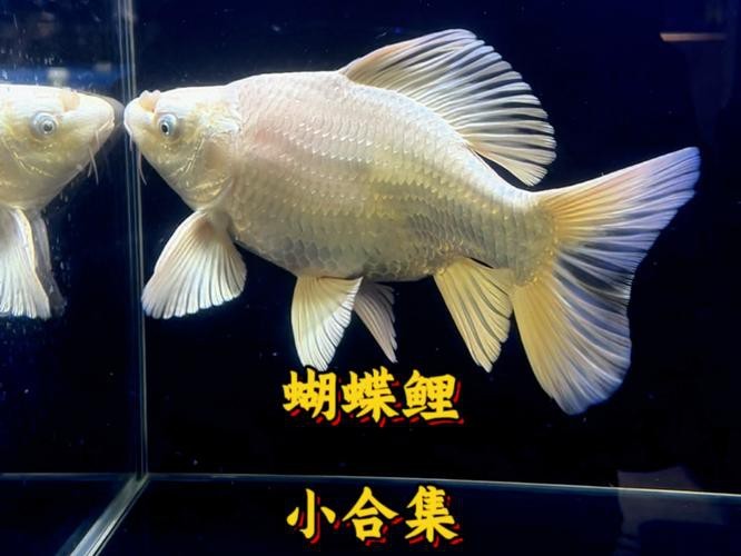 正宗蝴蝶鯉圖片【《探秘正宗蝴蝶鯉：獨特之美盡顯》】 正宗蝴蝶鯉圖片【《探秘正宗蝴蝶鯉：獨特之美盡顯》】 龍魚論壇 第6張