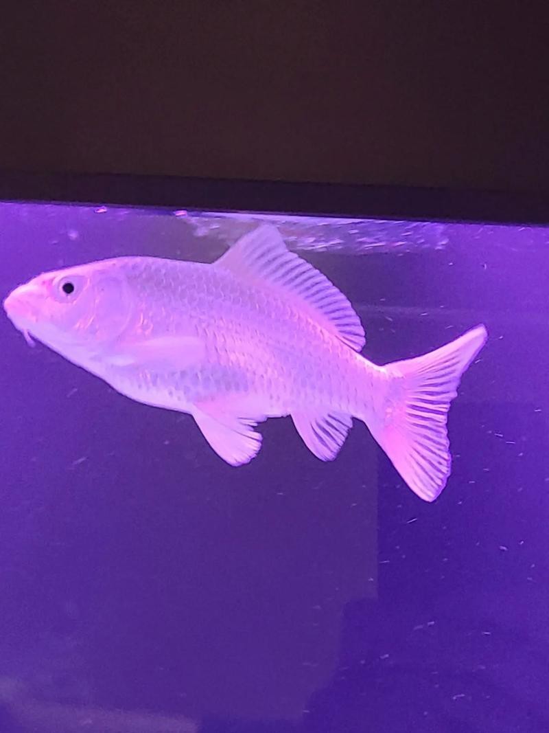 正宗蝴蝶鯉圖片【《探秘正宗蝴蝶鯉：獨特之美盡顯》】 正宗蝴蝶鯉圖片【《探秘正宗蝴蝶鯉：獨特之美盡顯》】 龍魚論壇 第11張