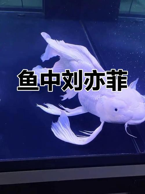 正宗蝴蝶鯉圖片【《探秘正宗蝴蝶鯉：獨特之美盡顯》】 正宗蝴蝶鯉圖片【《探秘正宗蝴蝶鯉：獨特之美盡顯》】 龍魚論壇 第16張