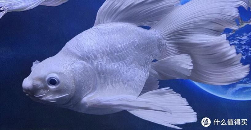 正宗蝴蝶鯉圖片【《探秘正宗蝴蝶鯉：獨特之美盡顯》】 正宗蝴蝶鯉圖片【《探秘正宗蝴蝶鯉：獨特之美盡顯》】 龍魚論壇 第25張
