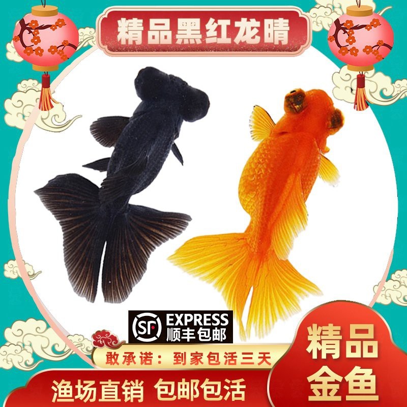 青龍魚大概多少錢一條【青龍魚市場價格分析與投資價值分析與投資價值研究】