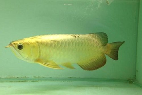金龍魚為啥不吃食【金龍魚不吃食可能由多種原因導致金龍魚不吃食的原因】 金龍魚為啥不吃食【金龍魚不吃食可能由多種原因導致金龍魚不吃食的原因】 龍魚論壇 第8張