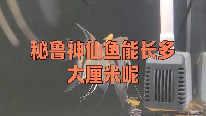 秘魯和埃及神仙魚的區(qū)別【養(yǎng)魚如何正確分辨出秘魯和埃及神仙魚的差別】