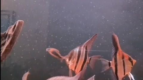 秘魯和埃及神仙魚的區(qū)別【養(yǎng)魚如何正確分辨出秘魯和埃及神仙魚的差別】
